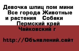 Девочка шпиц пом мини - Все города Животные и растения » Собаки   . Пермский край,Чайковский г.